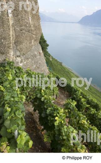 Le vignoble Suisse (CH000910.jpg)