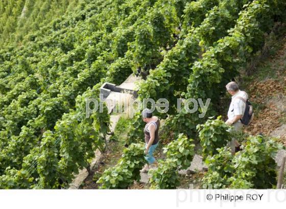 Le vignoble Suisse (CH000911.jpg)