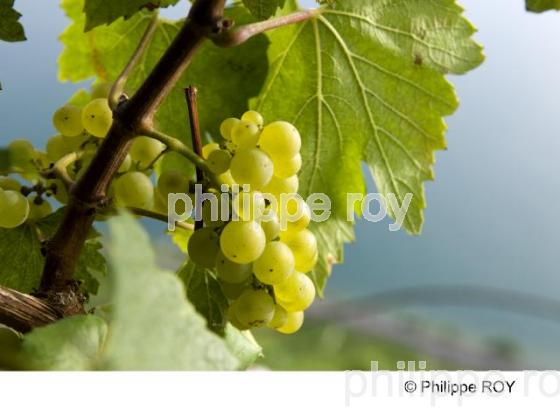Le vignoble Suisse (CH000914.jpg)