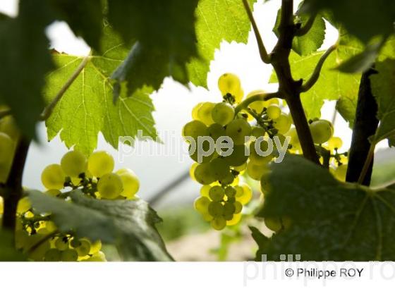 Le vignoble Suisse (CH000915.jpg)