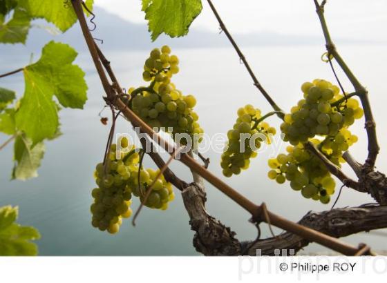 Le vignoble Suisse (CH000916.jpg)
