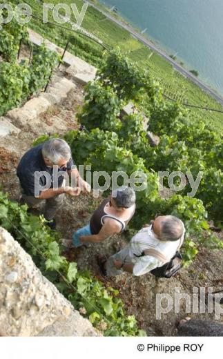 Le vignoble Suisse (CH000917.jpg)