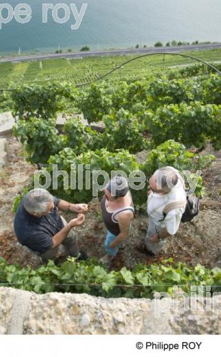 Le vignoble Suisse (CH000918.jpg)