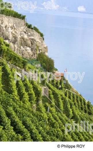 Le vignoble vaudois - Suisse (CH001227.jpg)