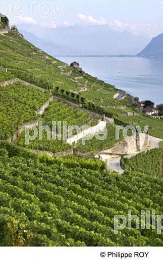 Le vignoble vaudois - Suisse (CH001228.jpg)