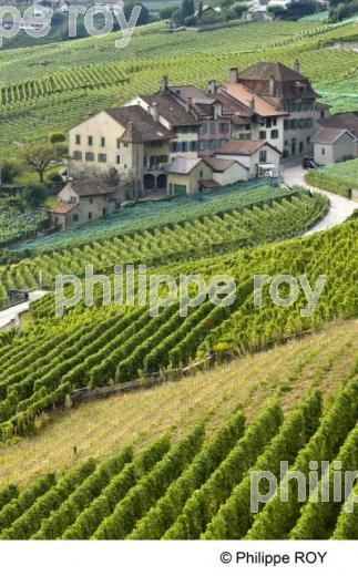 Le vignoble vaudois - Suisse (CH001229.jpg)