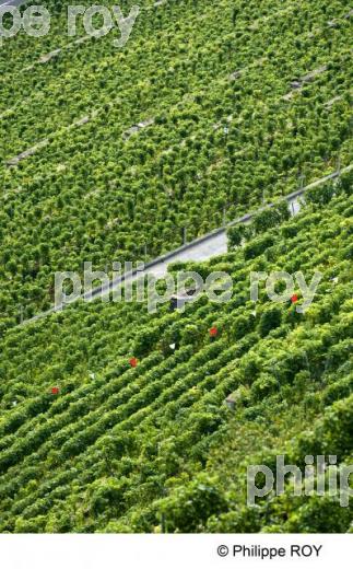 Le vignoble vaudois - Suisse (CH001230.jpg)