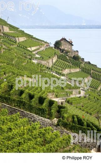 Le vignoble vaudois - Suisse (CH001231.jpg)