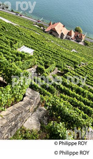 VIGNOBLE DE LAVAUX, LAC LEMAN, PUISOUX, CANTON DE VAUD, SUISSE. (CH001233.jpg)