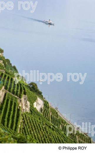 Le vignoble vaudois - Suisse (CH001234.jpg)
