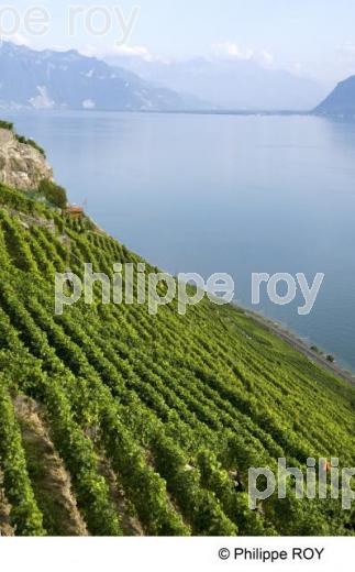 Le vignoble vaudois - Suisse (CH001235.jpg)