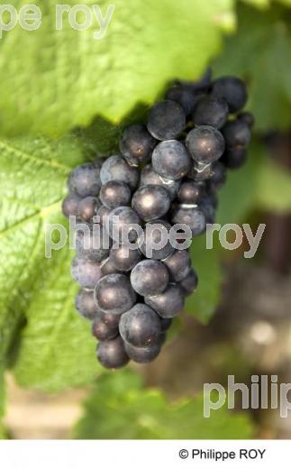 Le vignoble vaudois - Suisse (CH001236.jpg)