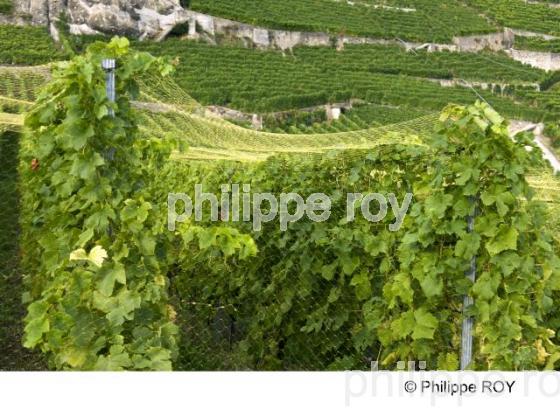 Le vignoble vaudois - Suisse (CH001238.jpg)