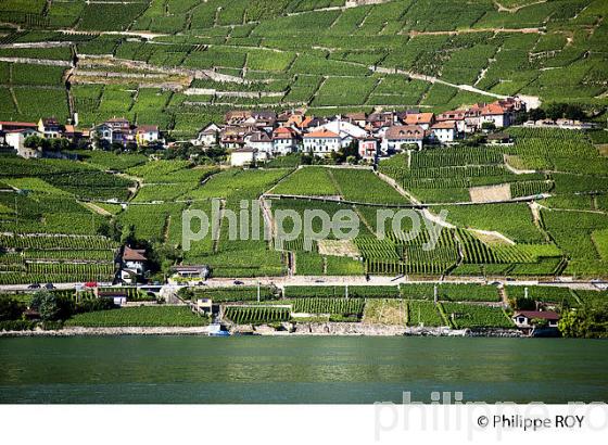 Le vignoble vaudois, Suisse (CH001307.jpg)