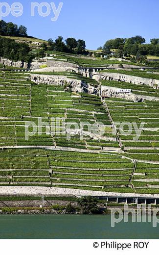 Le vignoble vaudois, Suisse (CH001308.jpg)