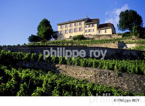 Le vignoble vaudois, Suisse (CH001310.jpg)