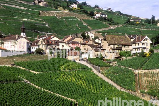 Le vignoble vaudois, Suisse (CH001311.jpg)