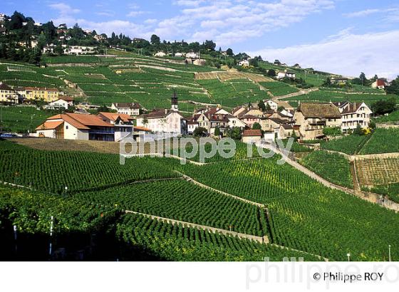 Le vignoble vaudois, Suisse (CH001312.jpg)
