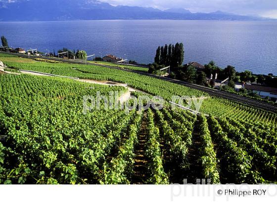 Le vignoble vaudois, Suisse (CH001313.jpg)