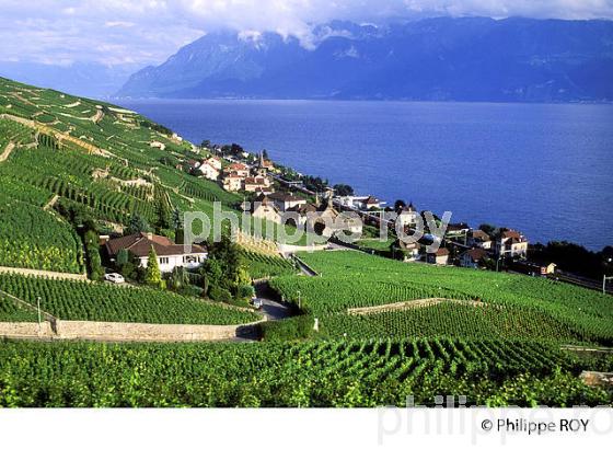 Le vignoble vaudois, Suisse (CH001314.jpg)