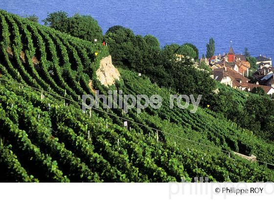 Le vignoble vaudois, Suisse (CH001315.jpg)