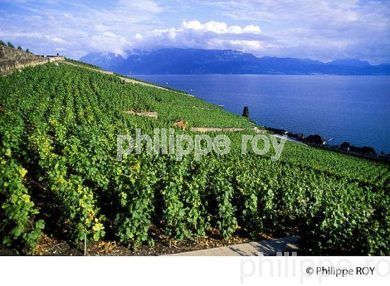 Le vignoble vaudois, Suisse (CH001316.jpg)
