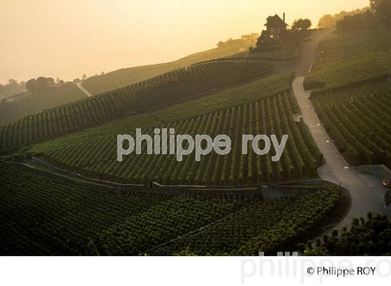 Le vignoble vaudois, Suisse (CH001317.jpg)