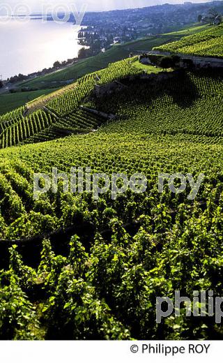Le vignoble vaudois, Suisse (CH001322.jpg)