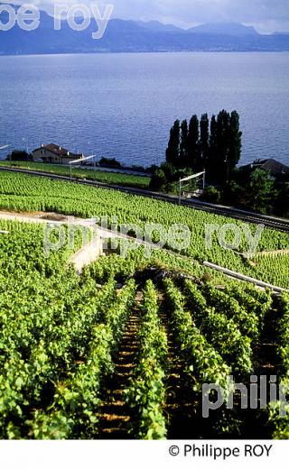 Le vignoble vaudois, Suisse (CH001323.jpg)