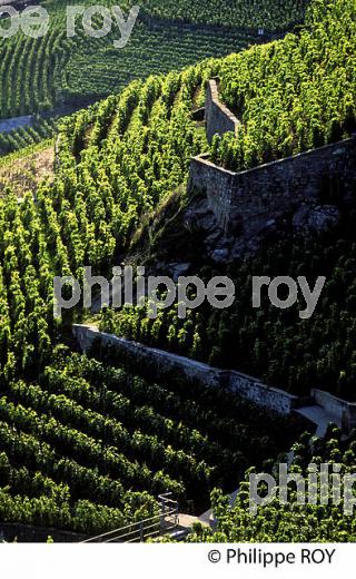 Le vignoble vaudois, Suisse (CH001324.jpg)