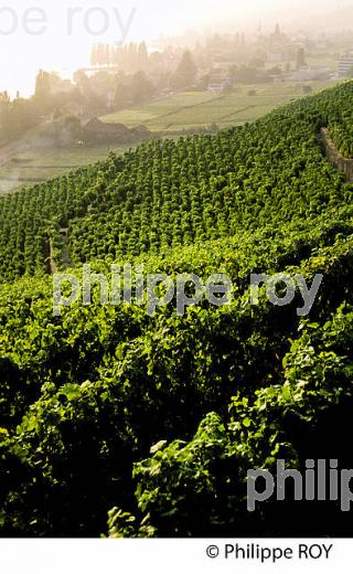 Le vignoble vaudois, Suisse (CH001325.jpg)