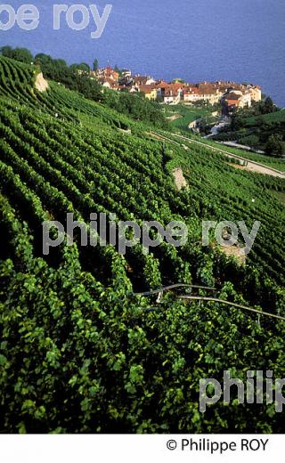 Le vignoble vaudois, Suisse (CH001326.jpg)
