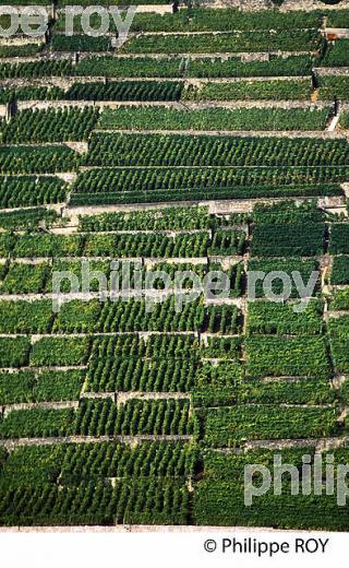 Le vignoble vaudois, Suisse (CH001327.jpg)