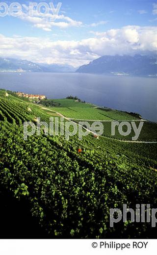 Le vignoble vaudois, Suisse (CH001328.jpg)