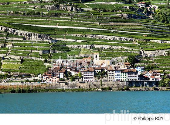 VIGNOBLE DE LAVAUX, LAC LEMAN, SUISSE (CH001329.jpg)