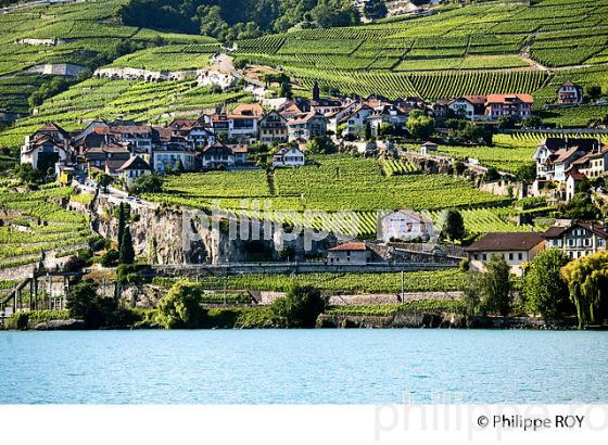 VIGNOBLE DE LAVAUX, LAC LEMAN, SUISSE (CH001330.jpg)