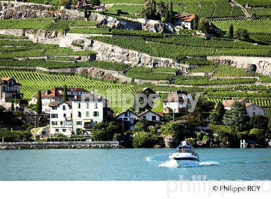 VIGNOBLE DE LAVAUX, LAC LEMAN, SUISSE (CH001331.jpg)