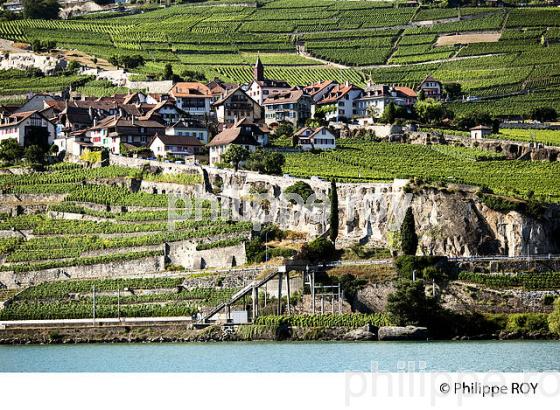 VIGNOBLE DE LAVAUX, LAC LEMAN, SUISSE (CH001332.jpg)