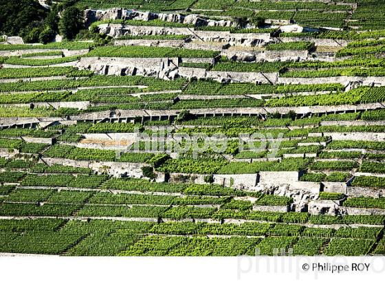 VIGNOBLE DE LAVAUX, LAC LEMAN, SUISSE (CH001333.jpg)