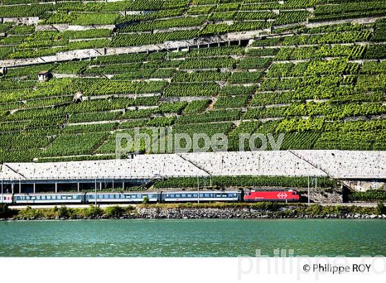 VIGNOBLE DE LAVAUX, LAC LEMAN, SUISSE (CH001334.jpg)