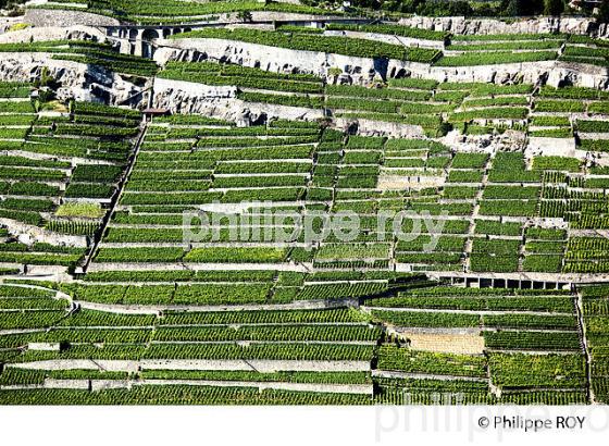 VIGNOBLE DE LAVAUX, LAC LEMAN, SUISSE (CH001335.jpg)