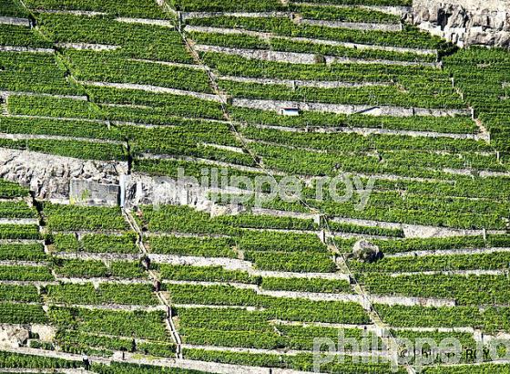 VIGNOBLE DE LAVAUX, LAC LEMAN, SUISSE (CH001336.jpg)
