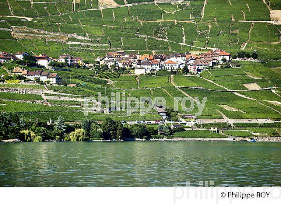 VIGNOBLE DE LAVAUX, LAC LEMAN, SUISSE (CH001337.jpg)