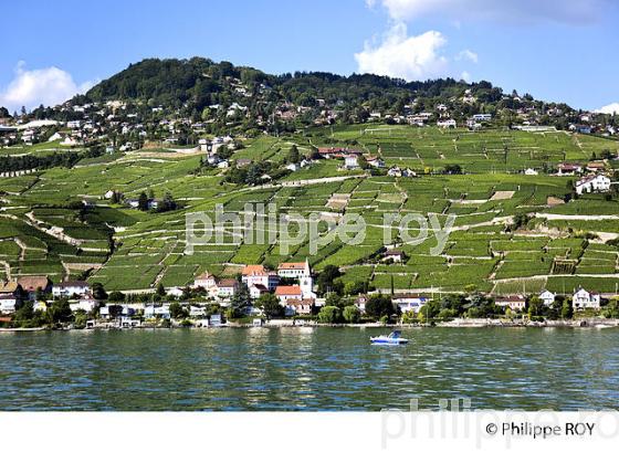VIGNOBLE DE LAVAUX, LAC LEMAN, SUISSE (CH001339.jpg)