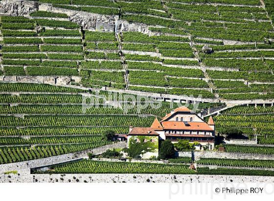 Le vignoble vaudois, Suisse (CH001609.jpg)