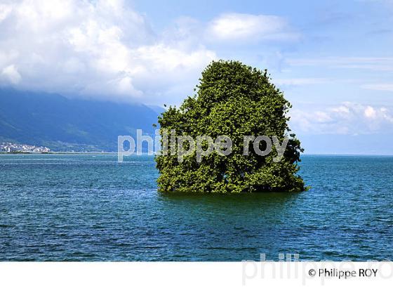 ILE DE LA PAIX, VILLENEUVE, LAC LEMAN (CH001618.jpg)