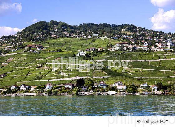 Le vignoble vaudois, Suisse (CH002009.jpg)