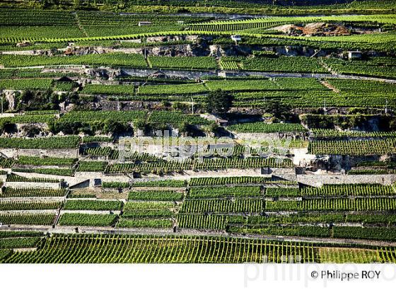 Le vignoble vaudois, Suisse (CH002010.jpg)