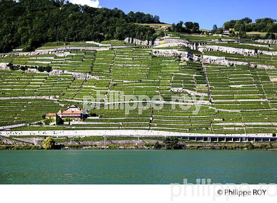 Le vignoble vaudois, Suisse (CH002012.jpg)