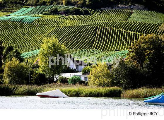 VITICULTURE, RIVE DU LAC DE MORAT, SUISSE (CH002103.jpg)